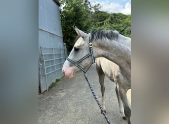 Westfaliano, Yegua, 3 años, Tordo rodado