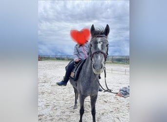 Westfaliano, Yegua, 4 años, 135 cm, Tordillo negro