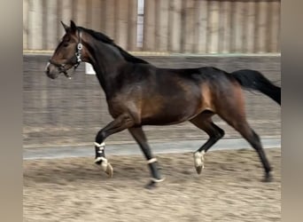 Westfaliano, Yegua, 4 años, 157 cm, Castaño oscuro