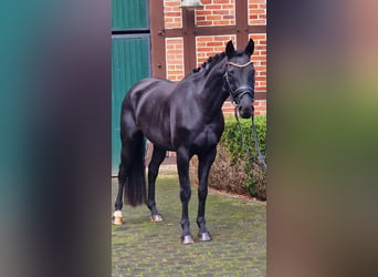 Westfaliano, Yegua, 4 años, 158 cm, Negro