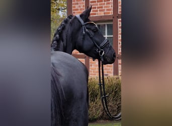 Westfaliano, Yegua, 4 años, 158 cm, Negro