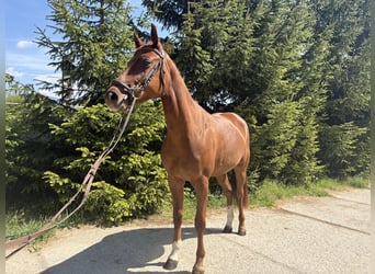 Westfaliano, Yegua, 4 años, 160 cm, Alazán-tostado