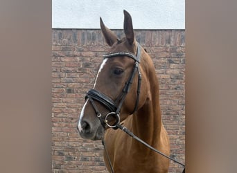 Westfaliano, Yegua, 4 años, 160 cm, Alazán-tostado