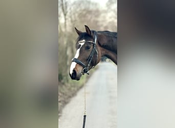 Westfaliano, Yegua, 4 años, 160 cm, Castaño oscuro