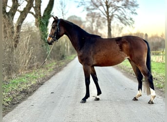 Westfaliano, Yegua, 4 años, 160 cm, Castaño oscuro