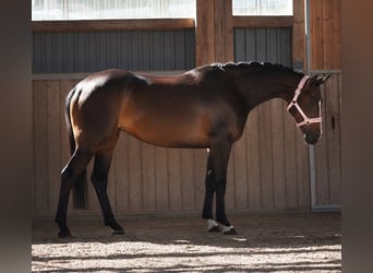 Westfaliano, Yegua, 4 años, 160 cm, Morcillo