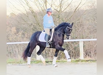 Westfaliano, Yegua, 4 años, 160 cm, Negro