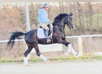 Westfaliano, Yegua, 4 años, 160 cm, Negro