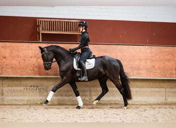 Westfaliano, Yegua, 4 años, 161 cm, Morcillo