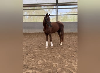 Westfaliano, Yegua, 4 años, 162 cm, Alazán-tostado
