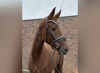 Westfaliano, Yegua, 4 años, 162 cm, Alazán-tostado