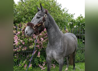 Westfaliano, Yegua, 4 años, 162 cm
