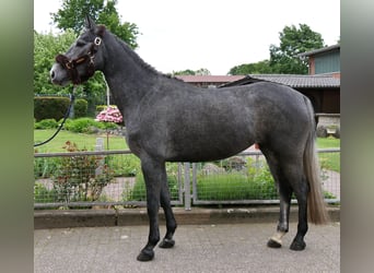 Westfaliano, Yegua, 4 años, 162 cm