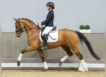 Westfaliano, Yegua, 4 años, 162 cm, Castaño