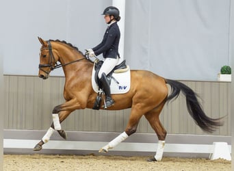Westfaliano, Yegua, 4 años, 162 cm, Castaño