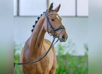 Westfaliano, Yegua, 4 años, 162 cm, Castaño
