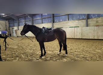 Westfaliano, Yegua, 4 años, 162 cm, Castaño