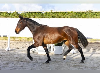 Westfaliano, Yegua, 4 años, 162 cm, Castaño