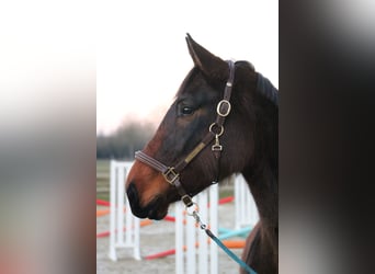 Westfaliano, Yegua, 4 años, 162 cm, Castaño oscuro