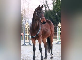 Westfaliano, Yegua, 4 años, 162 cm, Castaño oscuro