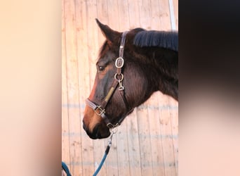 Westfaliano, Yegua, 4 años, 162 cm, Castaño oscuro