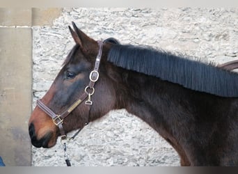 Westfaliano, Yegua, 4 años, 162 cm, Castaño oscuro