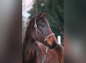 Westfaliano, Yegua, 4 años, 162 cm, Castaño oscuro