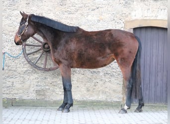 Westfaliano, Yegua, 4 años, 162 cm, Castaño oscuro