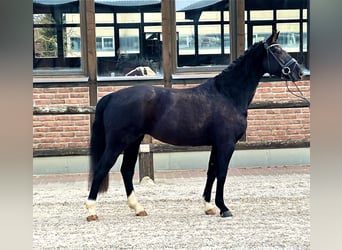 Westfaliano, Yegua, 4 años, 162 cm, Negro