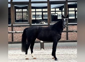 Westfaliano, Yegua, 4 años, 162 cm, Negro