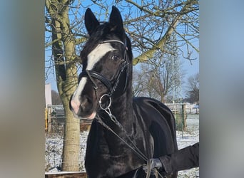 Westfaliano, Yegua, 4 años, 162 cm, Negro