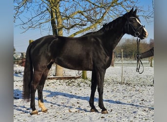 Westfaliano, Yegua, 4 años, 162 cm, Negro