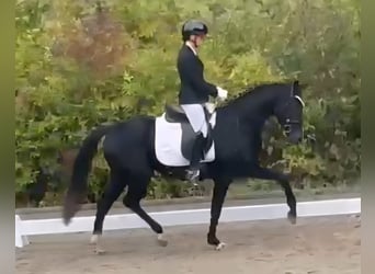 Westfaliano, Yegua, 4 años, 162 cm, Negro