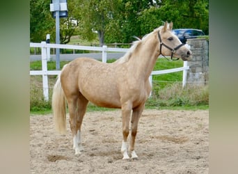 Westfaliano, Yegua, 4 años, 162 cm, Palomino