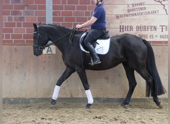 Westfaliano, Yegua, 4 años, 163 cm