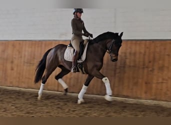 Westfaliano, Yegua, 4 años, 163 cm, Castaño oscuro