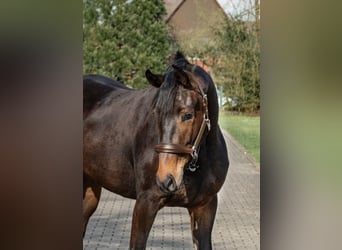 Westfaliano, Yegua, 4 años, 163 cm, Castaño oscuro