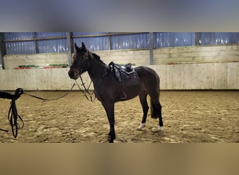 Westfaliano, Yegua, 4 años, 163 cm, Castaño oscuro