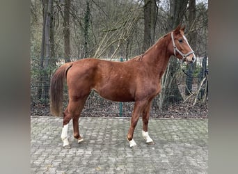 Westfaliano, Yegua, 4 años, 164 cm, Alazán