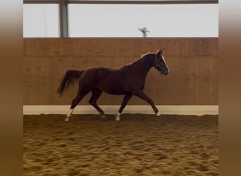 Westfaliano, Yegua, 4 años, 164 cm, Alazán