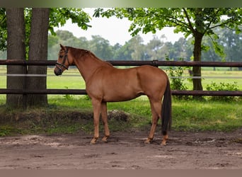 Westfaliano, Yegua, 4 años, 164 cm, Alazán