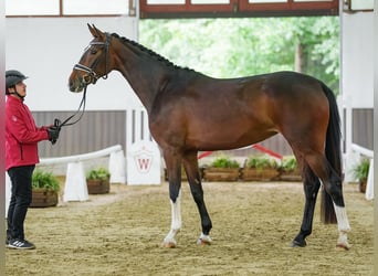 Westfaliano, Yegua, 4 años, 164 cm, Castaño