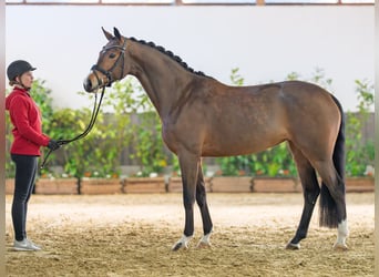 Westfaliano, Yegua, 4 años, 164 cm, Castaño