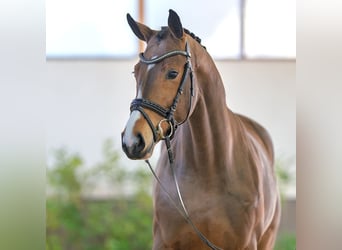 Westfaliano, Yegua, 4 años, 164 cm, Castaño