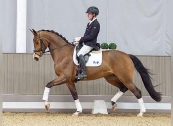 Westfaliano, Yegua, 4 años, 164 cm, Castaño