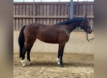 Westfaliano, Yegua, 4 años, 164 cm, Castaño