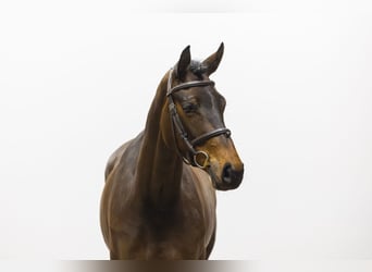 Westfaliano, Yegua, 4 años, 164 cm, Castaño