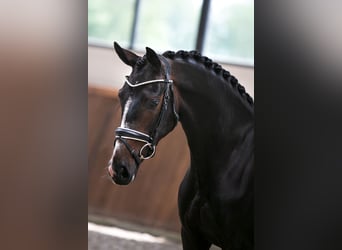 Westfaliano, Yegua, 4 años, 164 cm, Castaño oscuro