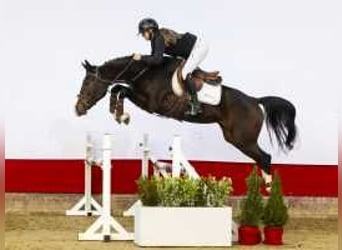 Westfaliano, Yegua, 4 años, 164 cm, Castaño oscuro