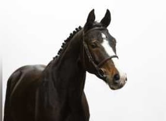 Westfaliano, Yegua, 4 años, 164 cm, Castaño oscuro